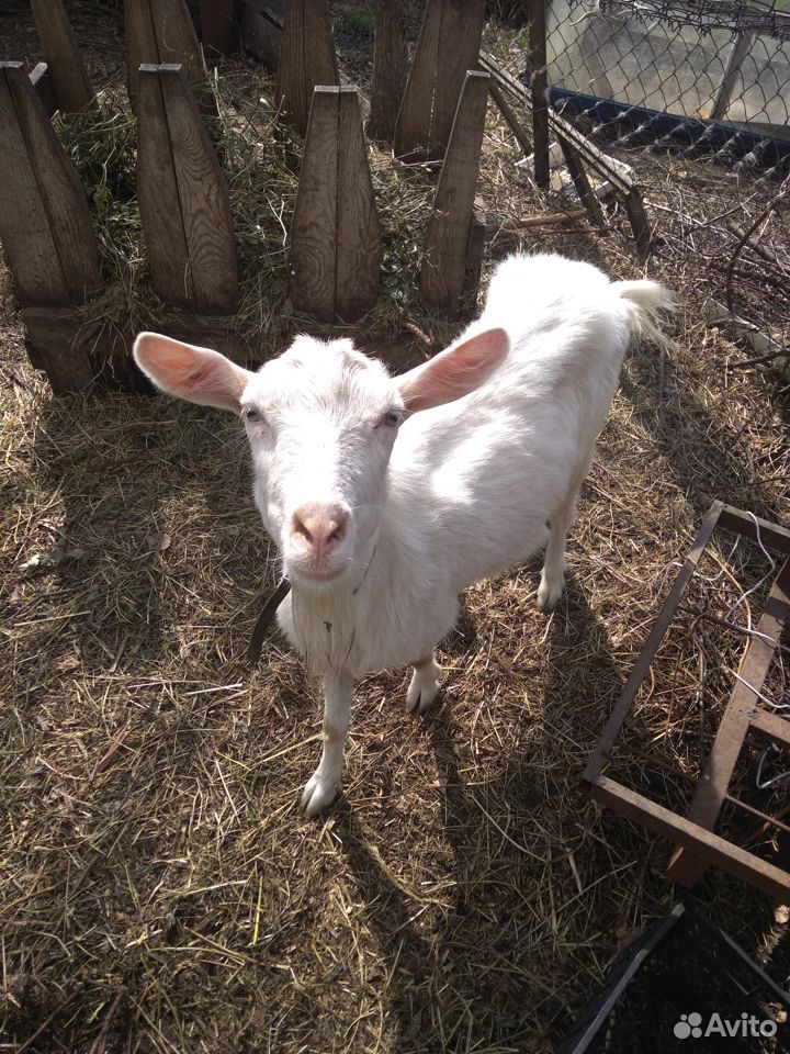 Продаются зааненские козы, козлята купить на Зозу.ру - фотография № 9