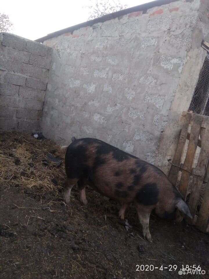 Продаются свини купить на Зозу.ру - фотография № 5
