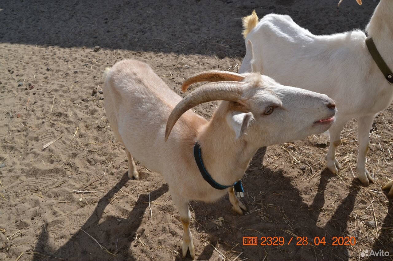 Продам коз и козлят купить на Зозу.ру - фотография № 2