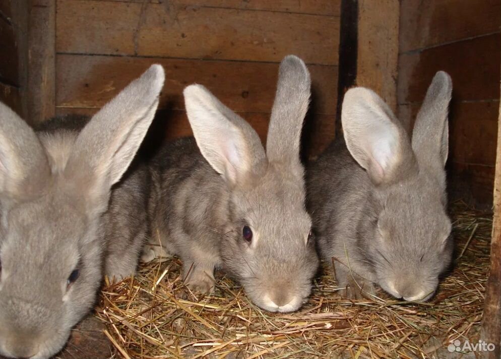 Комбикорм для кроликов Биоэнергия (откорм) купить на Зозу.ру - фотография № 2