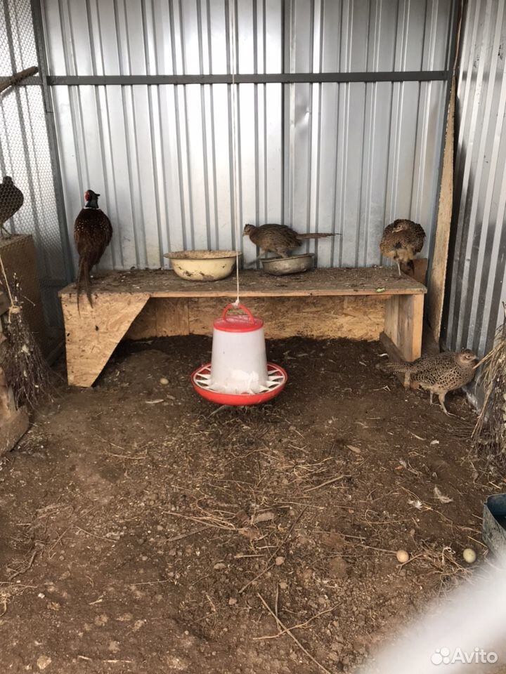 Инкубационное яйцо фазана охотничьего купить на Зозу.ру - фотография № 3