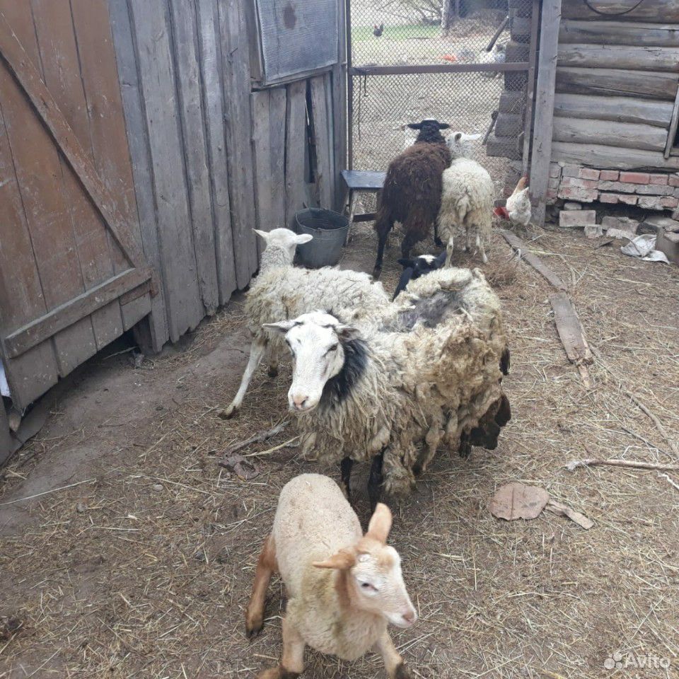 Продам овец купить на Зозу.ру - фотография № 4