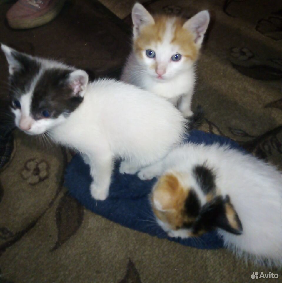 Два котика и кошечка купить на Зозу.ру - фотография № 1