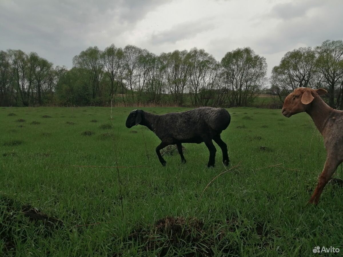 Овца.Козы и козлята купить на Зозу.ру - фотография № 1