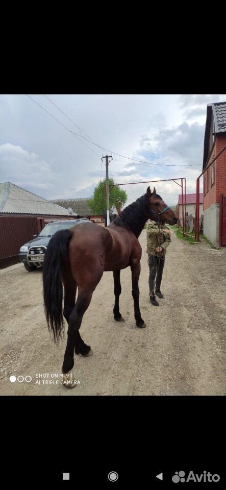 Лошадь Карачаевской породы купить на Зозу.ру - фотография № 8