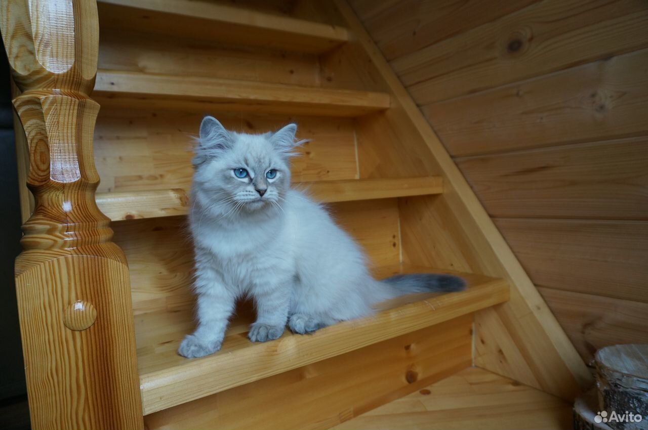 Невский маскарадный котенок в отличном типе купить на Зозу.ру - фотография № 4