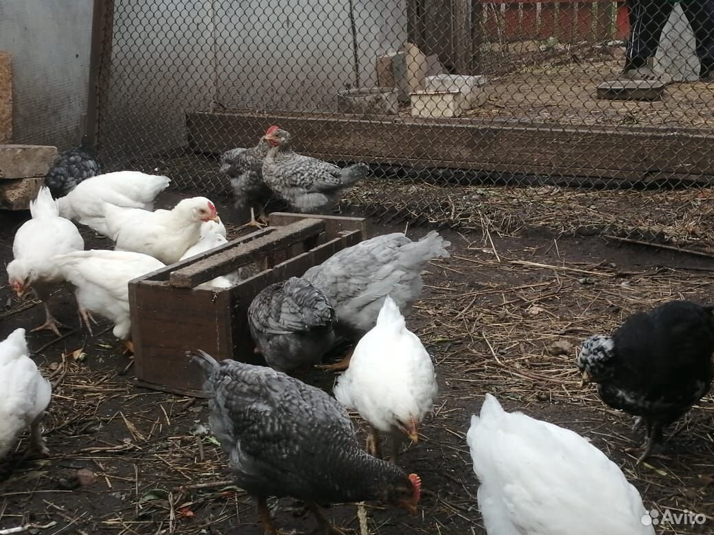 Цыплята, кролики, саженцы и рассада купить на Зозу.ру - фотография № 4