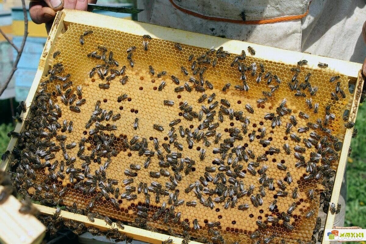 Пчёлы, пчелосемьи купить на Зозу.ру - фотография № 1