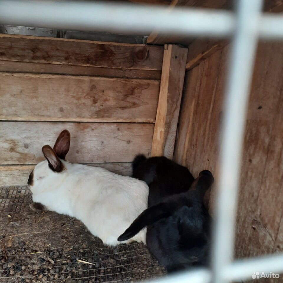 Кролики белые голландске и чёрный самец купить на Зозу.ру - фотография № 4