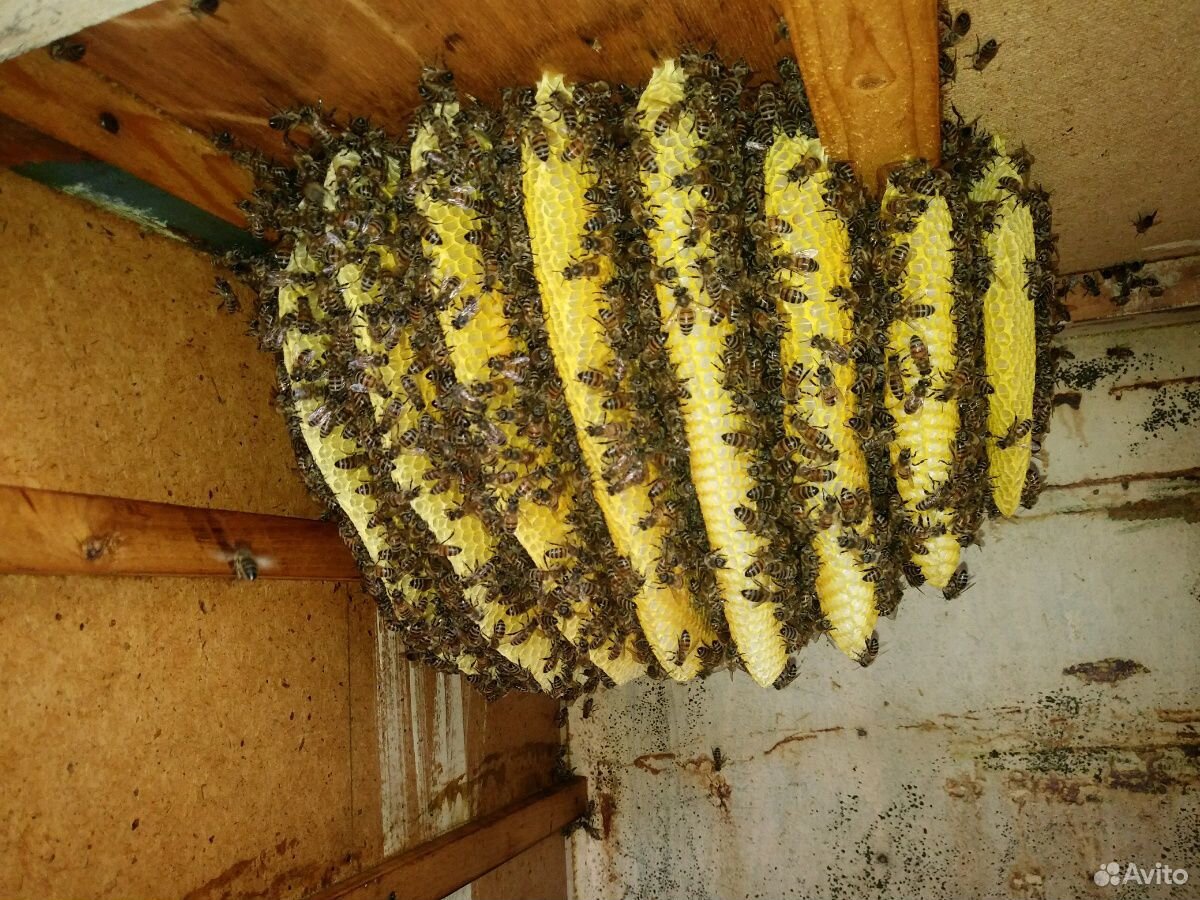 Пчелы/ пчелопакеты купить на Зозу.ру - фотография № 1