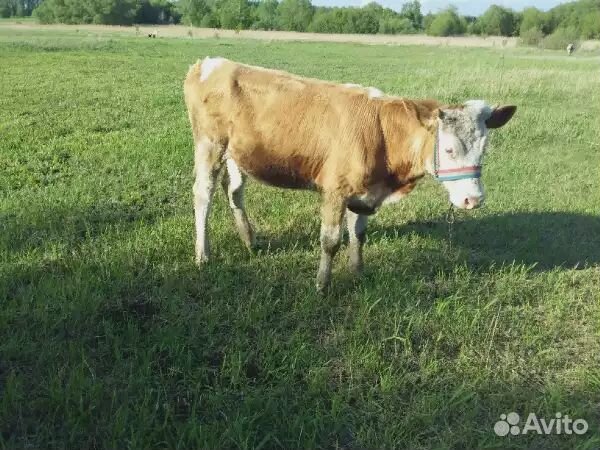 Продам корову 1 год купить на Зозу.ру - фотография № 5