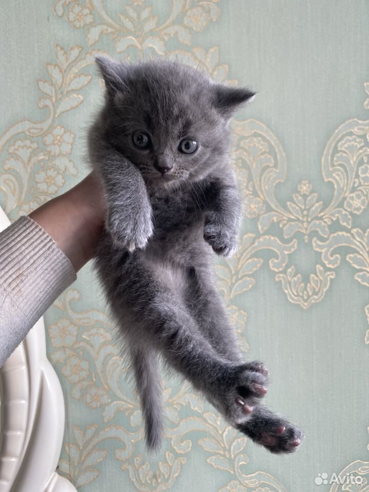 Британские котята купить на Зозу.ру - фотография № 8