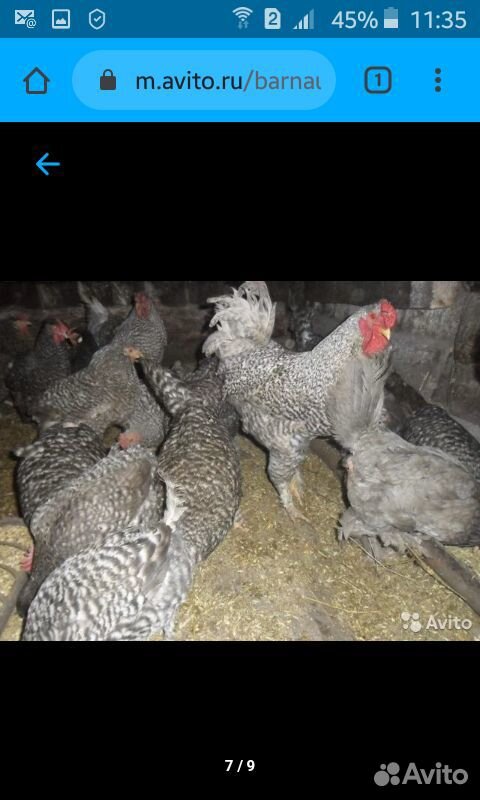 Продам цыплят от домашних кур несушек купить на Зозу.ру - фотография № 3