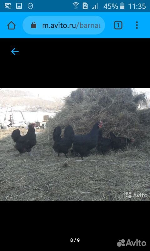 Продам цыплят от домашних кур несушек купить на Зозу.ру - фотография № 5