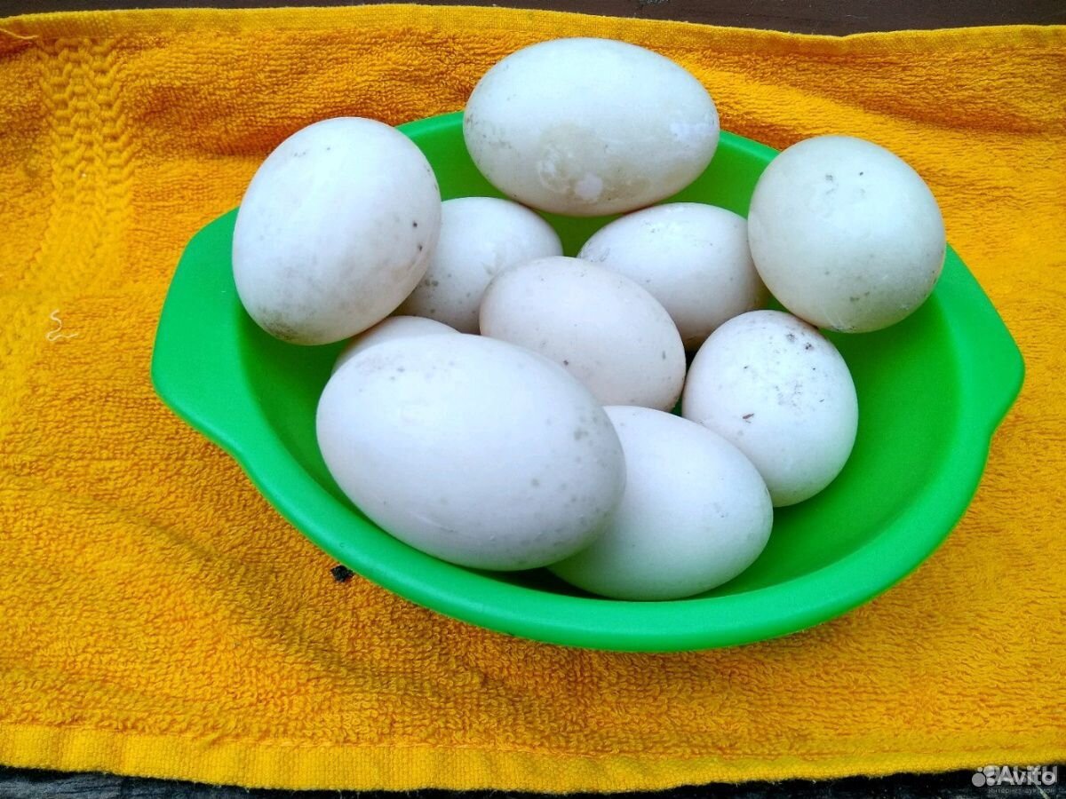 Яйца индоутиные купить на Зозу.ру - фотография № 1