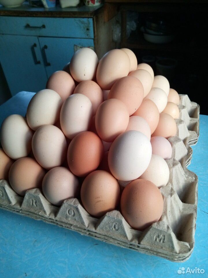 Яйцо инкубационные купить на Зозу.ру - фотография № 1