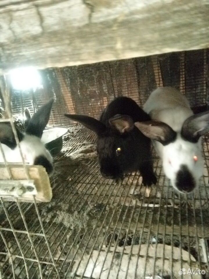 Молодые кролики есть маленькие крольчата купить на Зозу.ру - фотография № 1