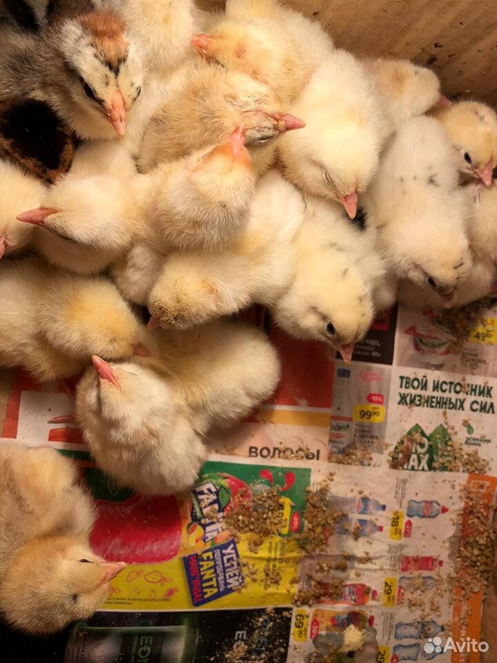 Суточные цыплята купить на Зозу.ру - фотография № 2