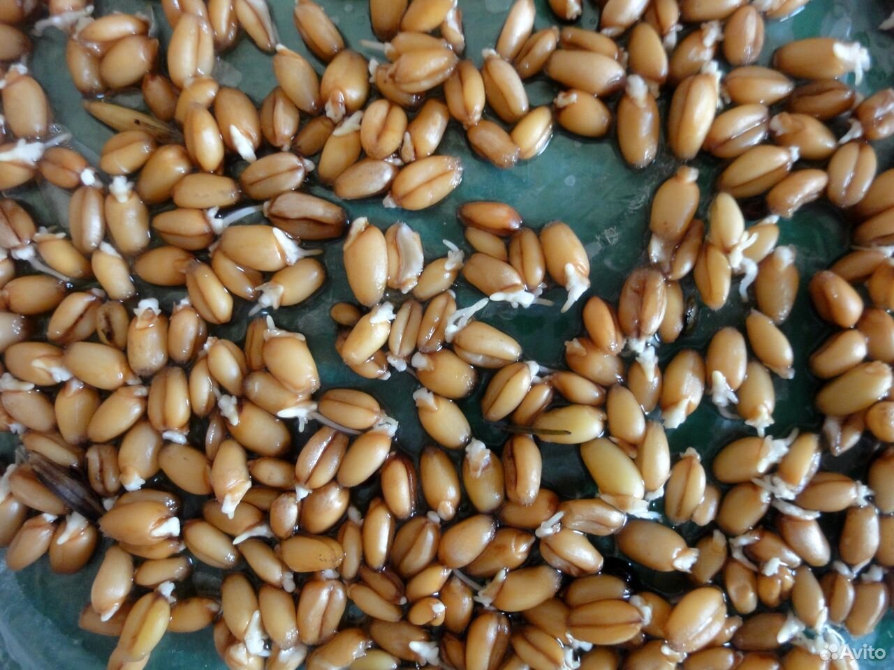 Зерно пшеницы пророщенное купить на Зозу.ру - фотография № 5