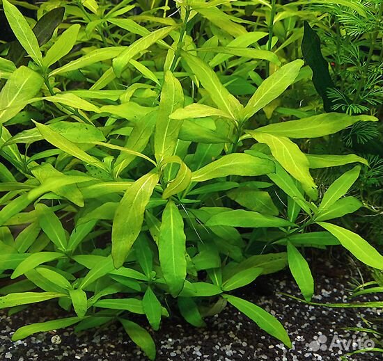 Гигрофила - неприхотливое водное растение купить на Зозу.ру - фотография № 1