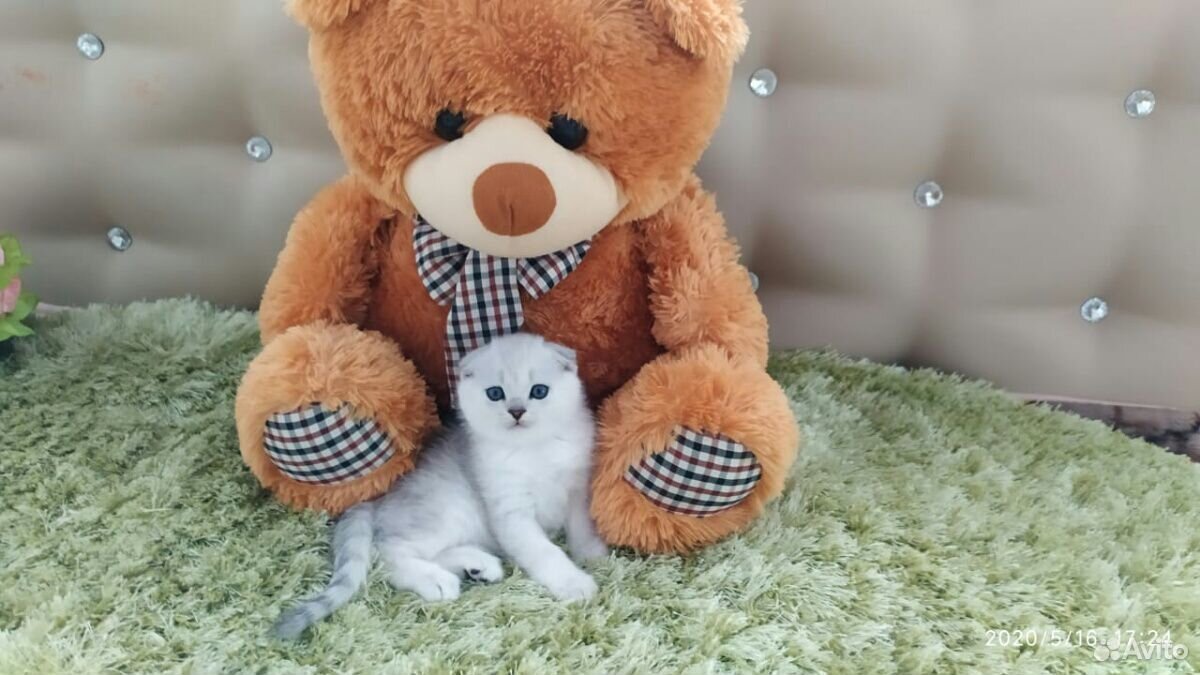 Продаются шотланские котята купить на Зозу.ру - фотография № 1