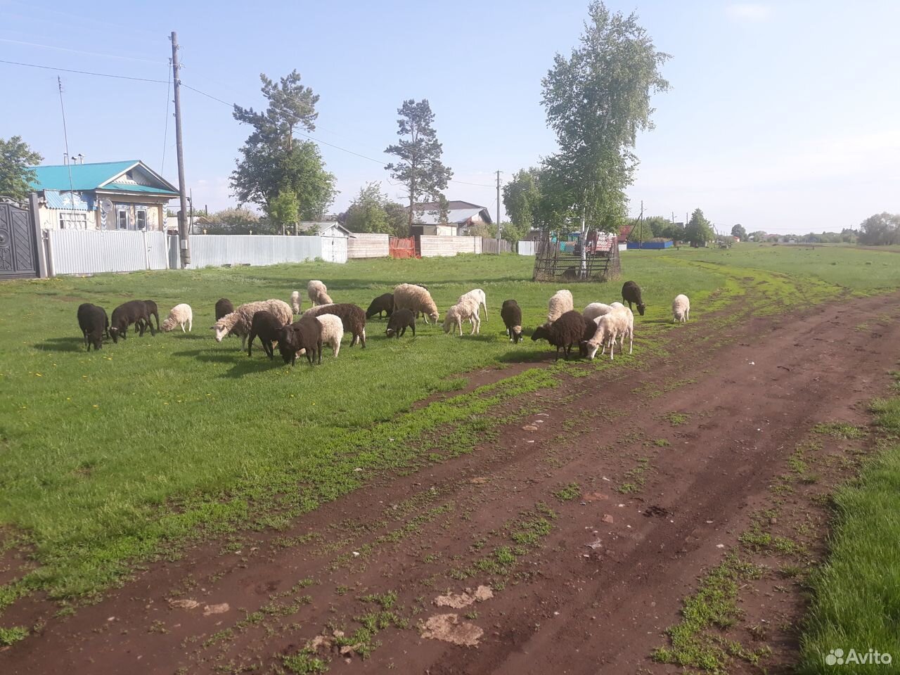 Продам мрс(овцы ) купить на Зозу.ру - фотография № 1