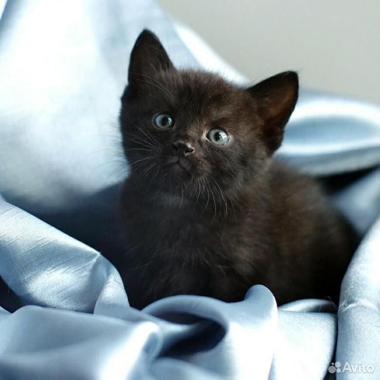 Котенок черный купить на Зозу.ру - фотография № 1