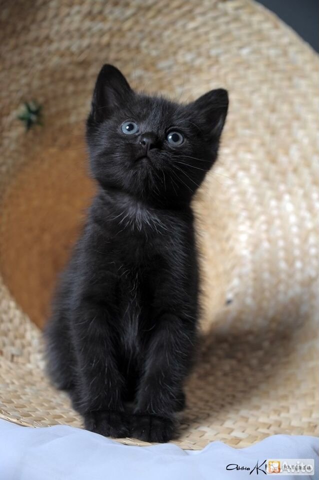Котенок черный купить на Зозу.ру - фотография № 3