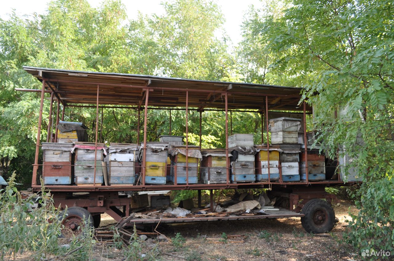 Продаю пчелосемьи пчелопакеты пчелы купить на Зозу.ру - фотография № 2