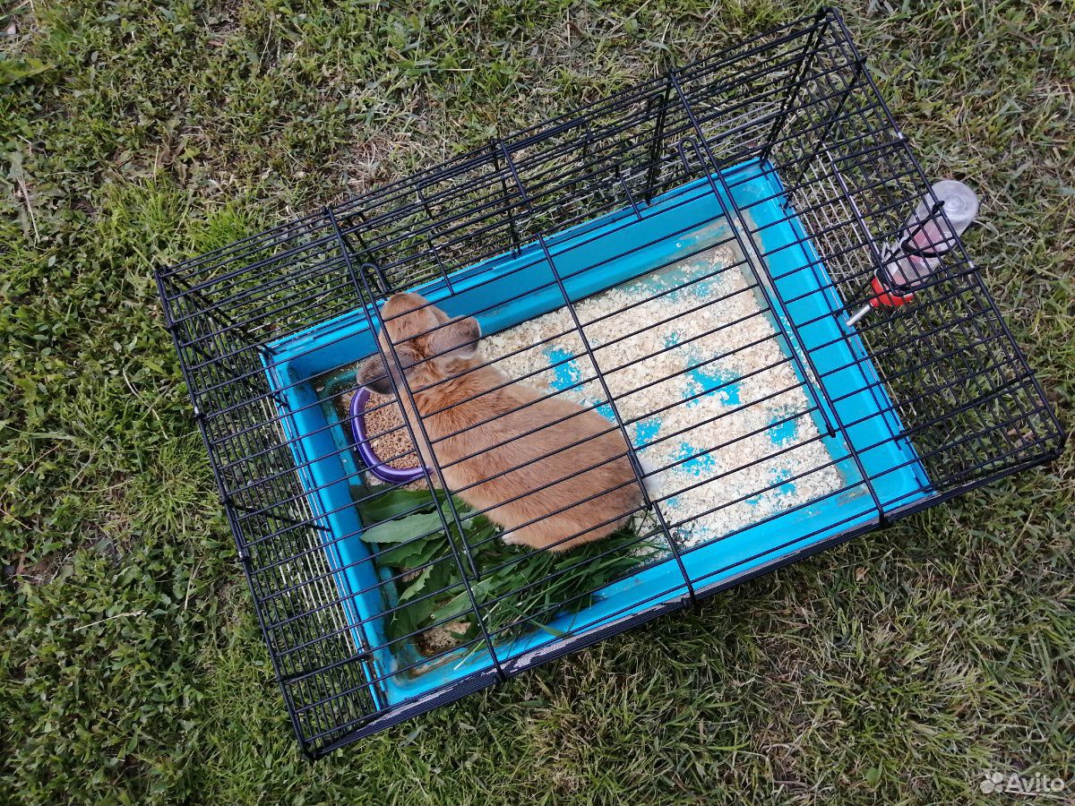Кролик породы "Белка" купить на Зозу.ру - фотография № 9