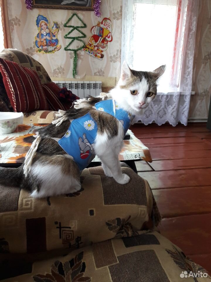 Кошка (стерилизованная) купить на Зозу.ру - фотография № 5
