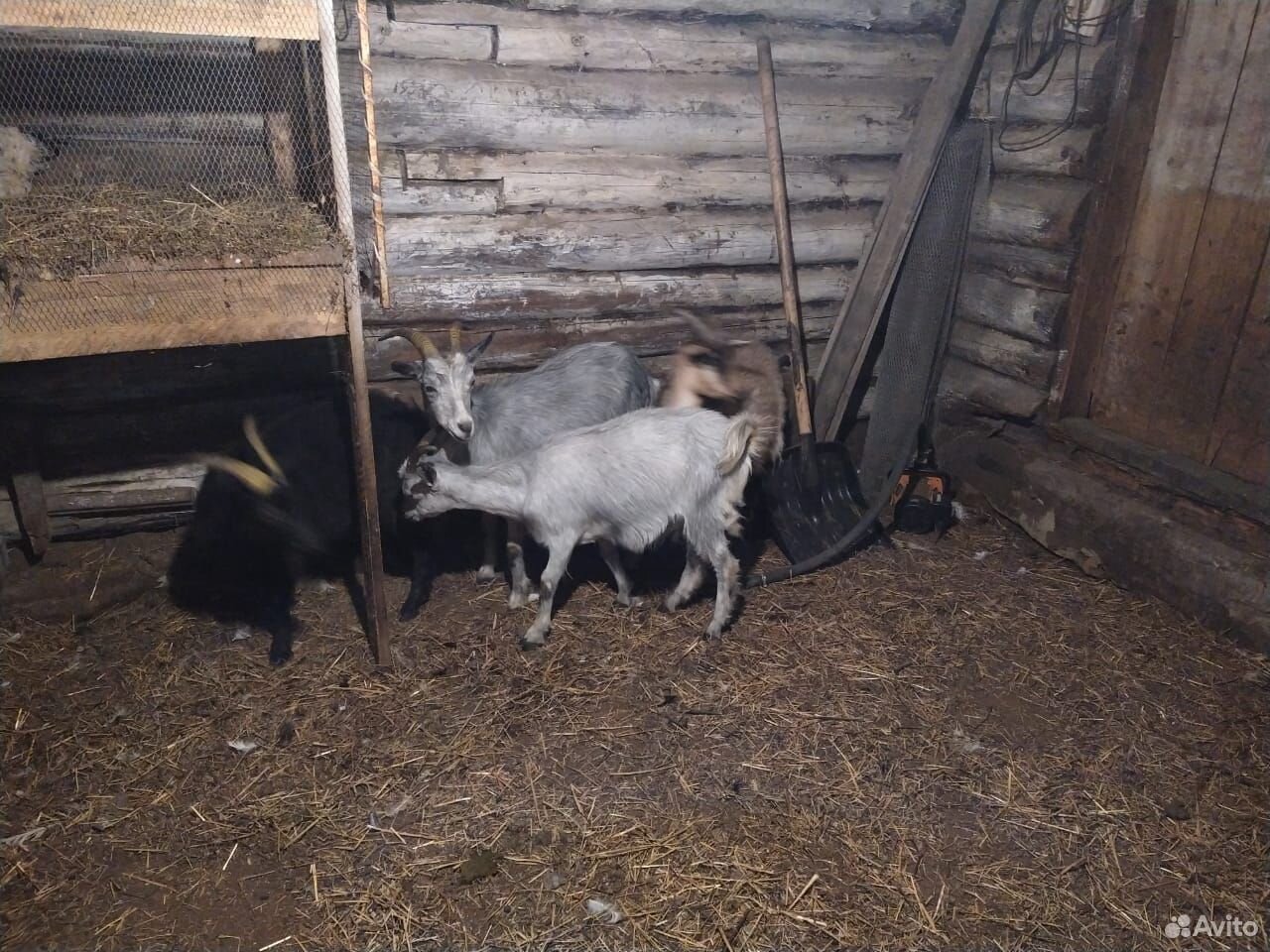 Молочные козы и козочки купить на Зозу.ру - фотография № 1
