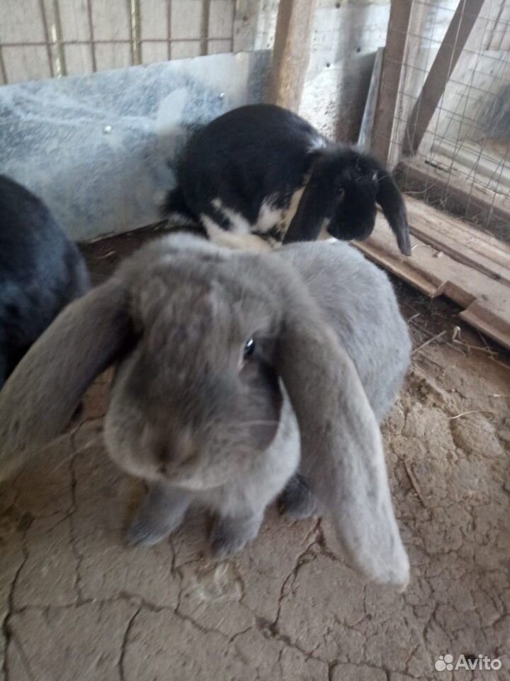 Кролики французские бараны купить на Зозу.ру - фотография № 1