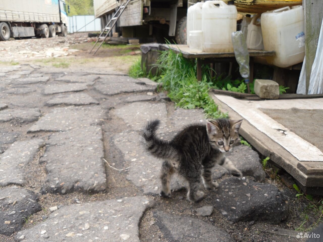 Отдам котенка (девочку) по кличке Ириска купить на Зозу.ру - фотография № 3