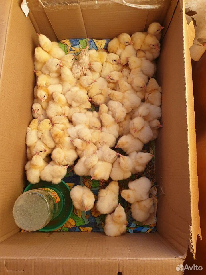 Продажа цыплят купить на Зозу.ру - фотография № 1
