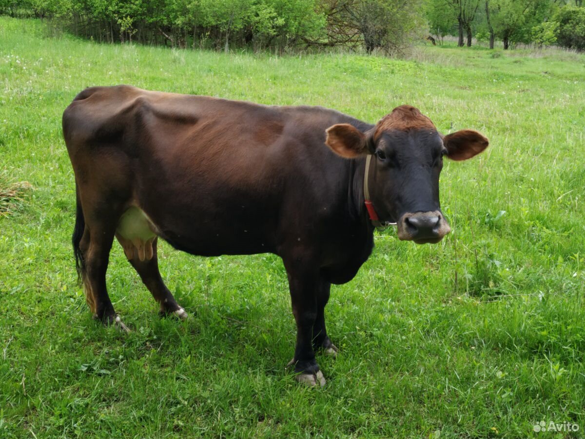 Комолая корова, 5 телят купить на Зозу.ру - фотография № 2