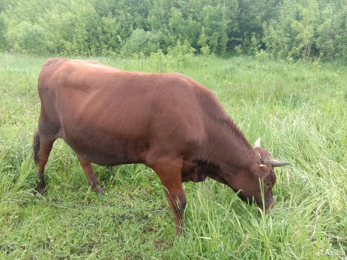 Айширский бык на случку купить на Зозу.ру - фотография № 3