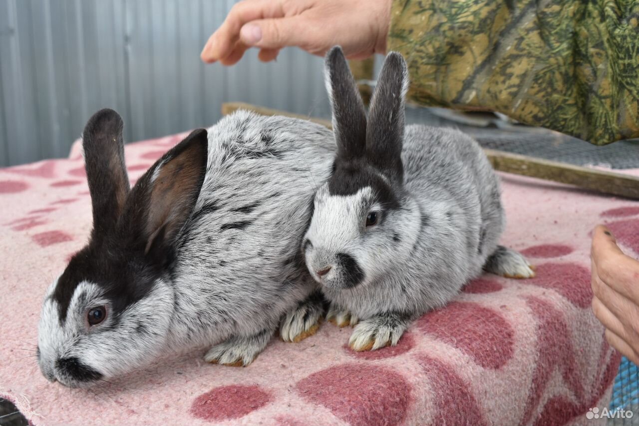 Кролики серебро купить. Кролики породы европейское серебро. Европейский серебряный кролик. Серебристый кролик. Фотосессия с кроликом.