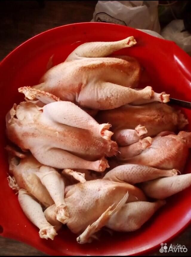 Цыплята от породистых кур совместного содержания купить на Зозу.ру - фотография № 6