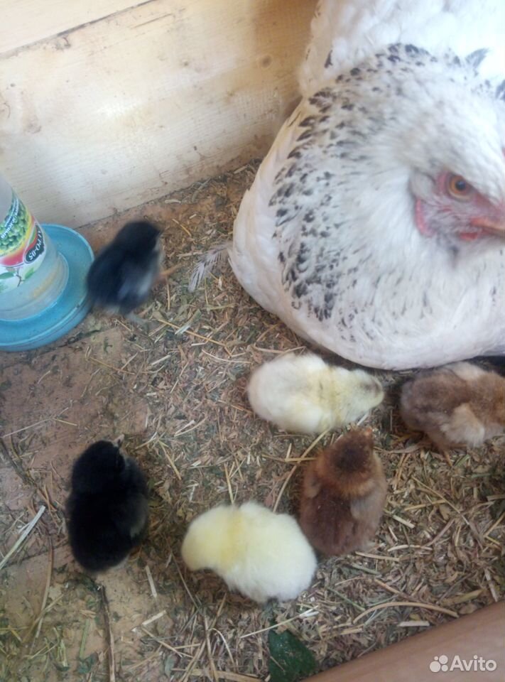 Квочка с 10 цыплятами купить на Зозу.ру - фотография № 3