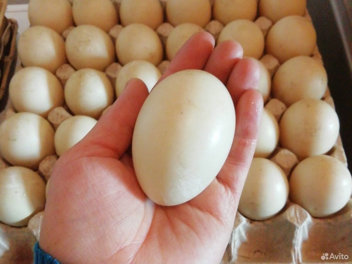 Индоутки яйцо купить на Зозу.ру - фотография № 2