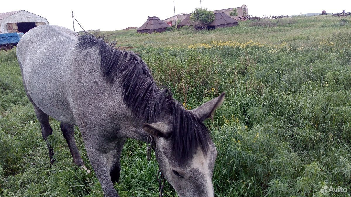 Лошадь кобыла купить на Зозу.ру - фотография № 3
