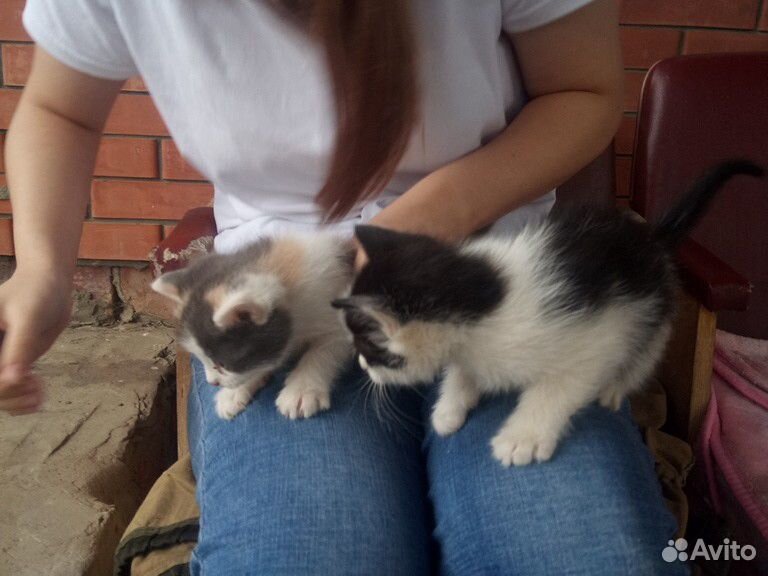 Котята маленькие,хорошие,красивые и ласковые купить на Зозу.ру - фотография № 2