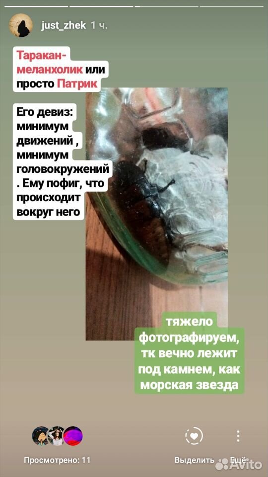 Мадагаскарские тараканы купить на Зозу.ру - фотография № 3
