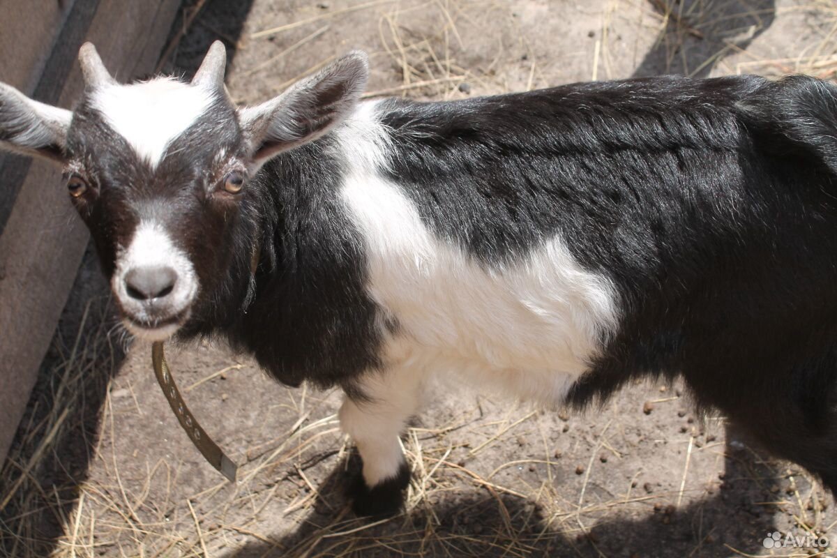 Молодая козочка,козлик,взрослый козел,дойная коза купить на Зозу.ру - фотография № 4
