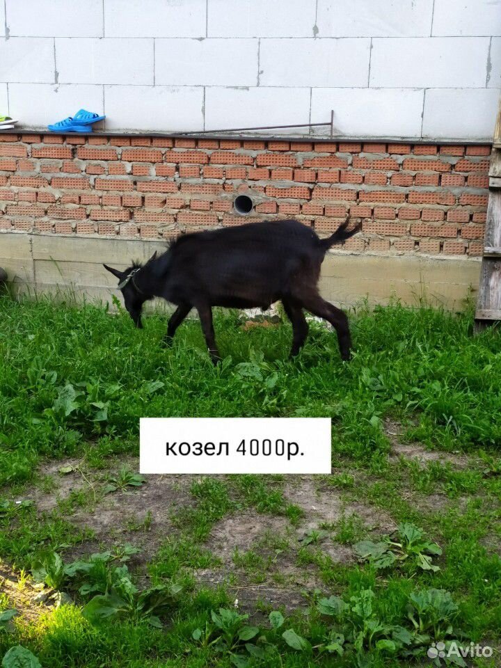 Козы на мясо купить на Зозу.ру - фотография № 1