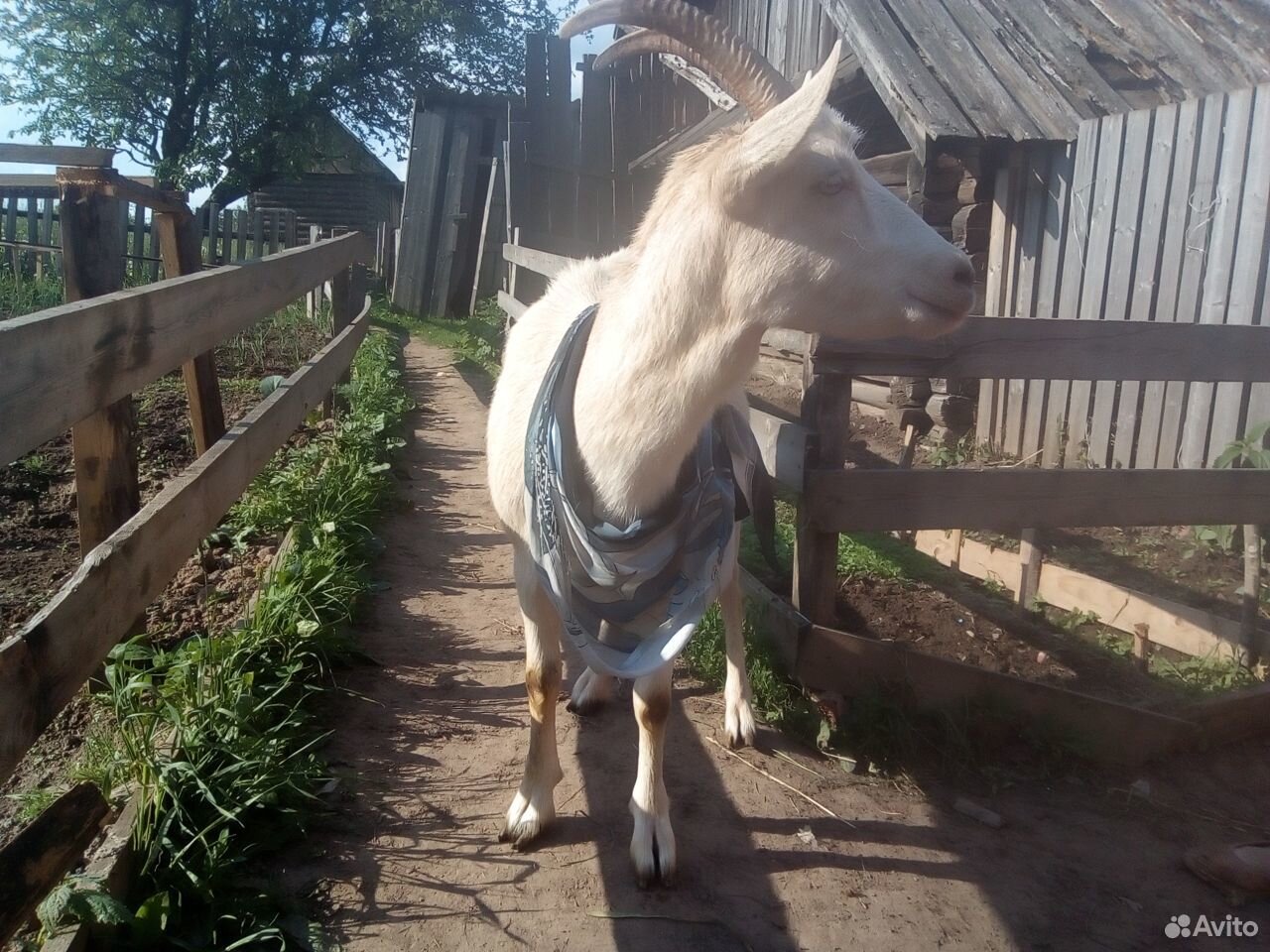 Козел 2 года,коза покрытая 1.5 года купить на Зозу.ру - фотография № 8