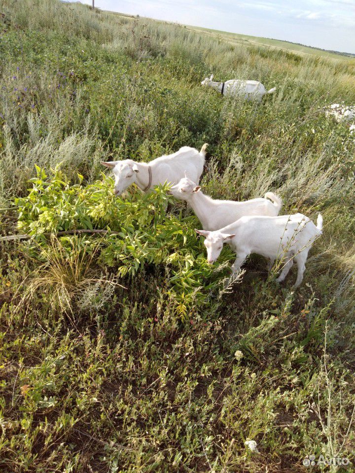 Зааненские высокоудойные козы купить на Зозу.ру - фотография № 1