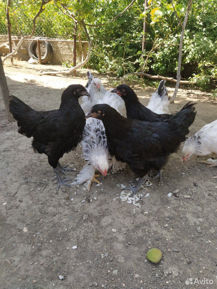 Чистокровные цыплята купить на Зозу.ру - фотография № 4