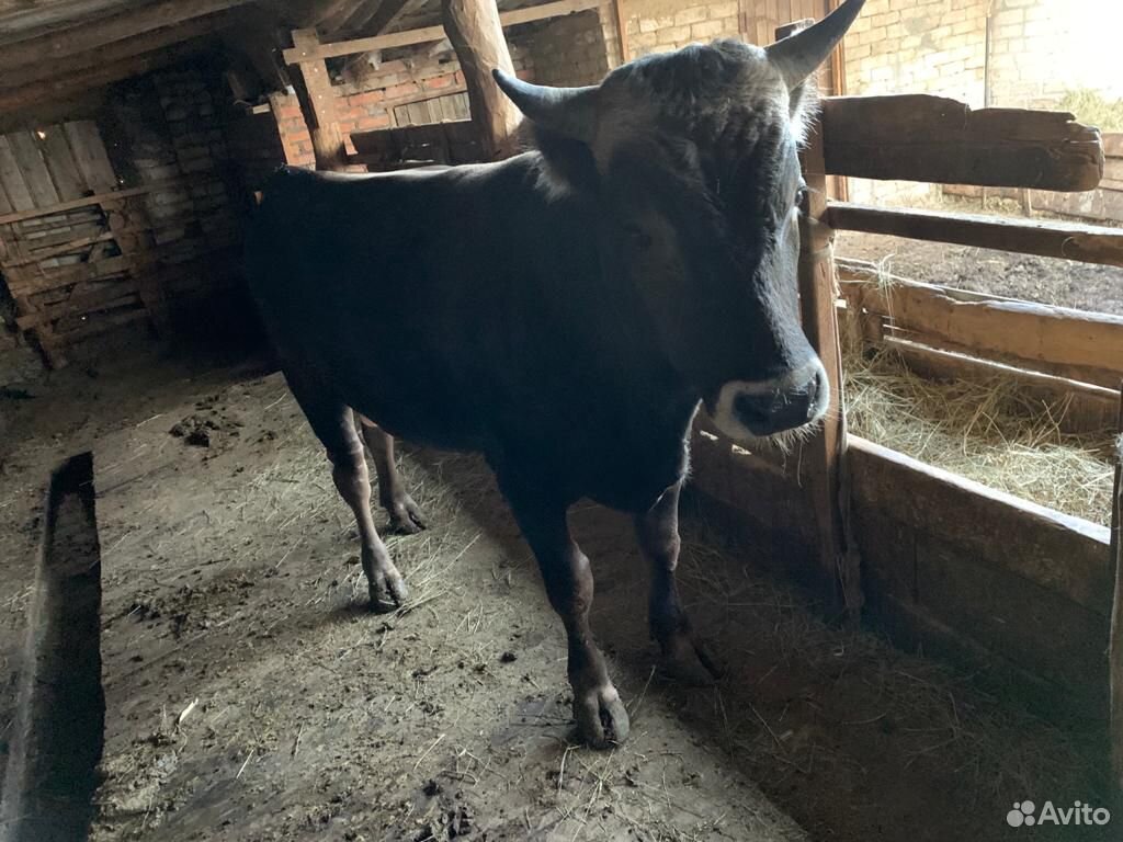Корова и бык на мясо купить на Зозу.ру - фотография № 4